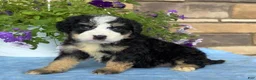 Mini Bernedoodle dogs for sale: Casey - Ad 1