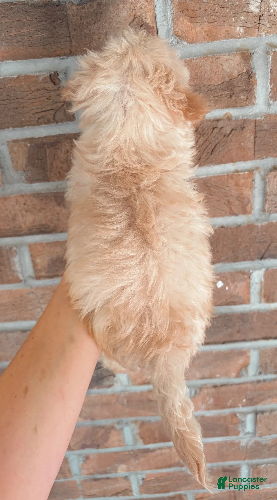 Mixed Breed dogs for sale: Mixed Breed 1 - Ad 2
