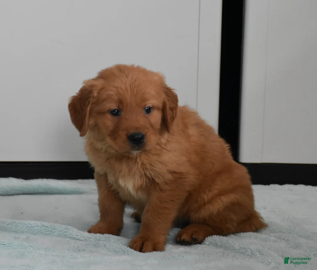 Golden Retriever dogs for sale: Finn    Genetic/OFA - Ad 6