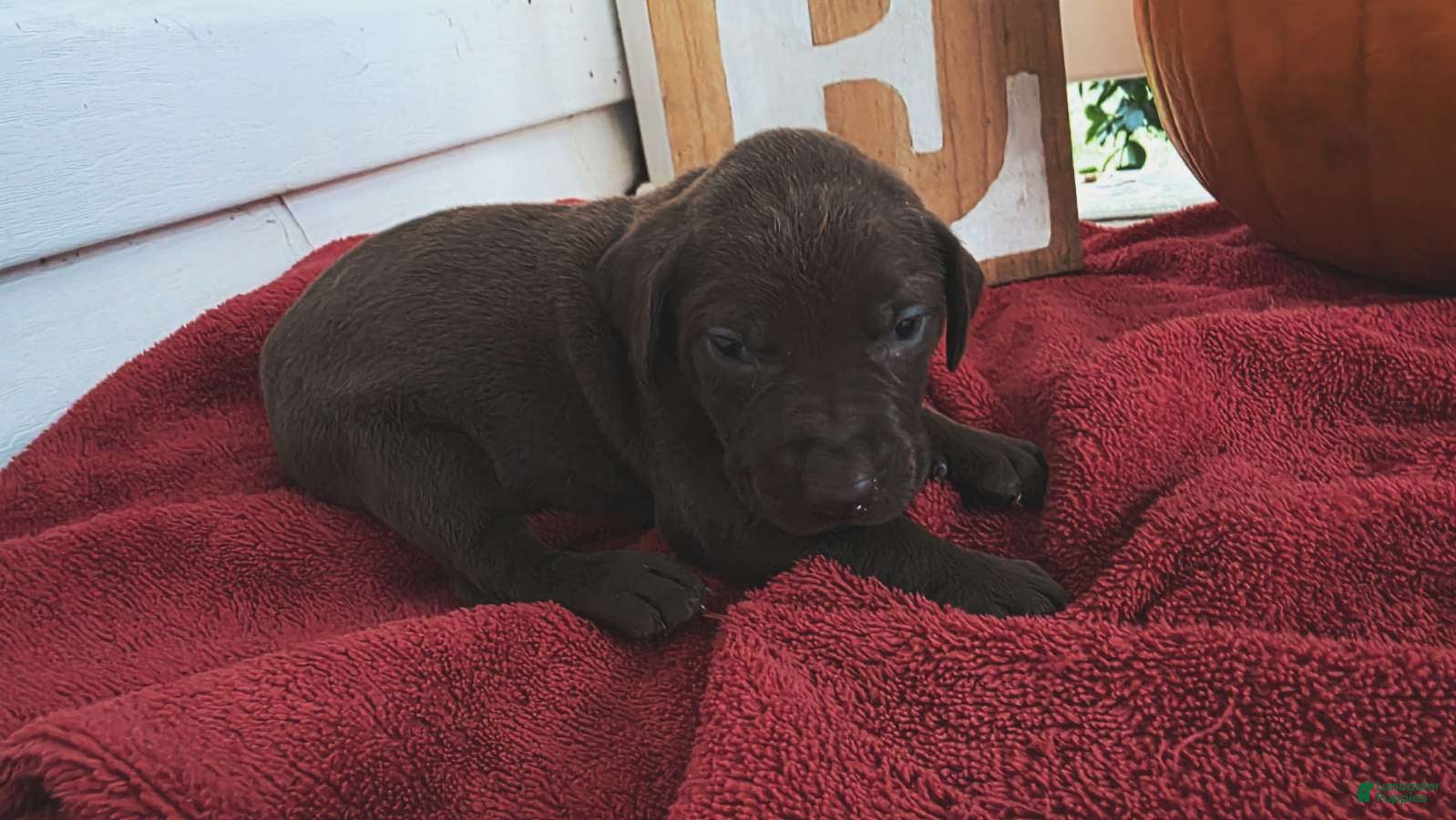 Labrador Retriever dogs for sale: Labrador Retriever 6 - Ad 2