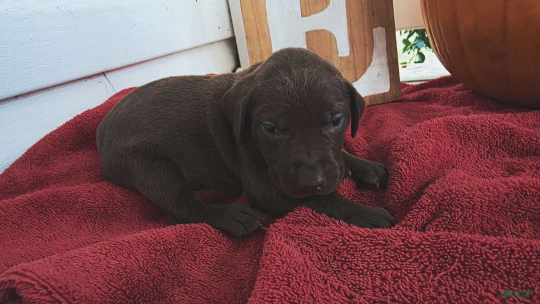 Labrador Retriever dogs for sale: Labrador Retriever 6 - Ad 1