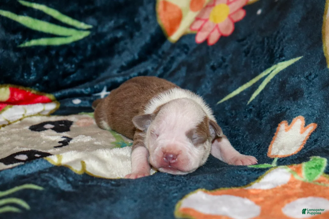 American Bully dogs for sale: Lumiya - Ad 2