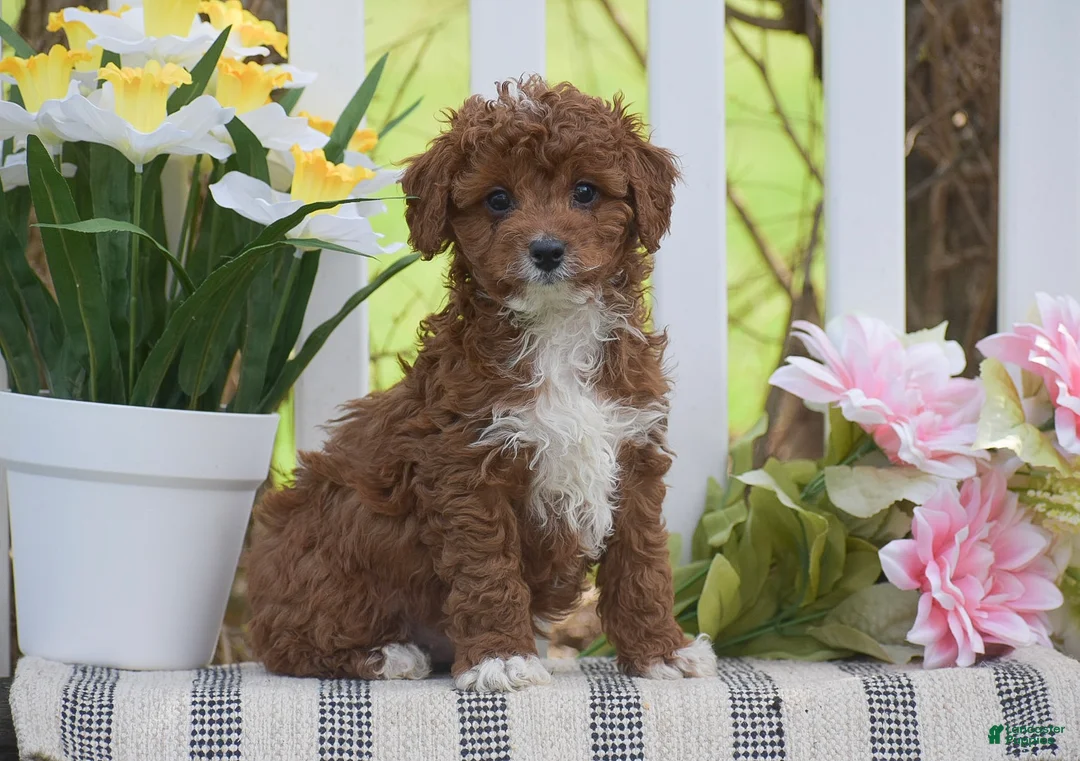 Cavapoo dogs for sale: Sterling - Ad 1