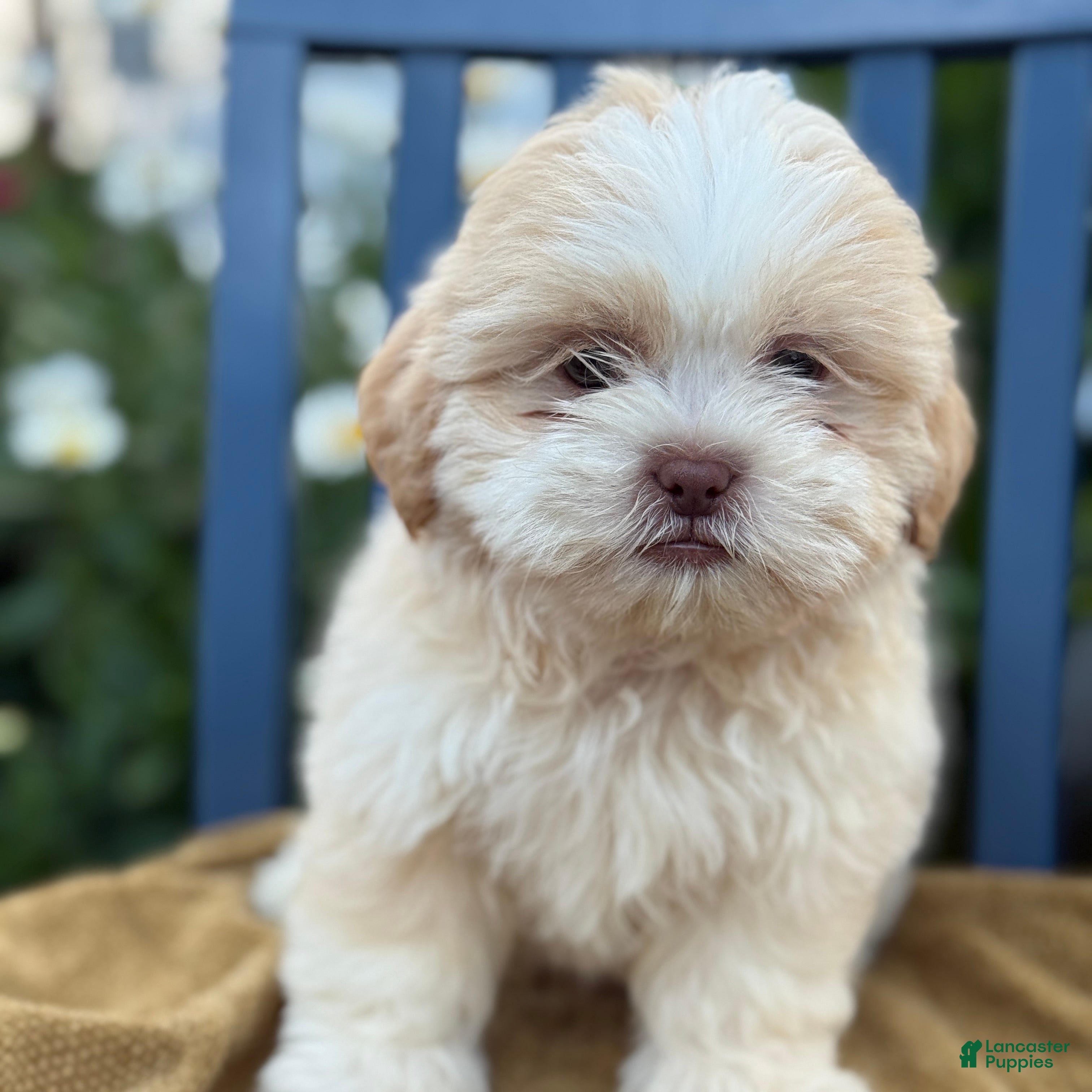 Shih Tzu dogs for sale: Hank - Ad 1