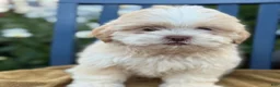 Shih Tzu dogs for sale: Hank - Ad 1