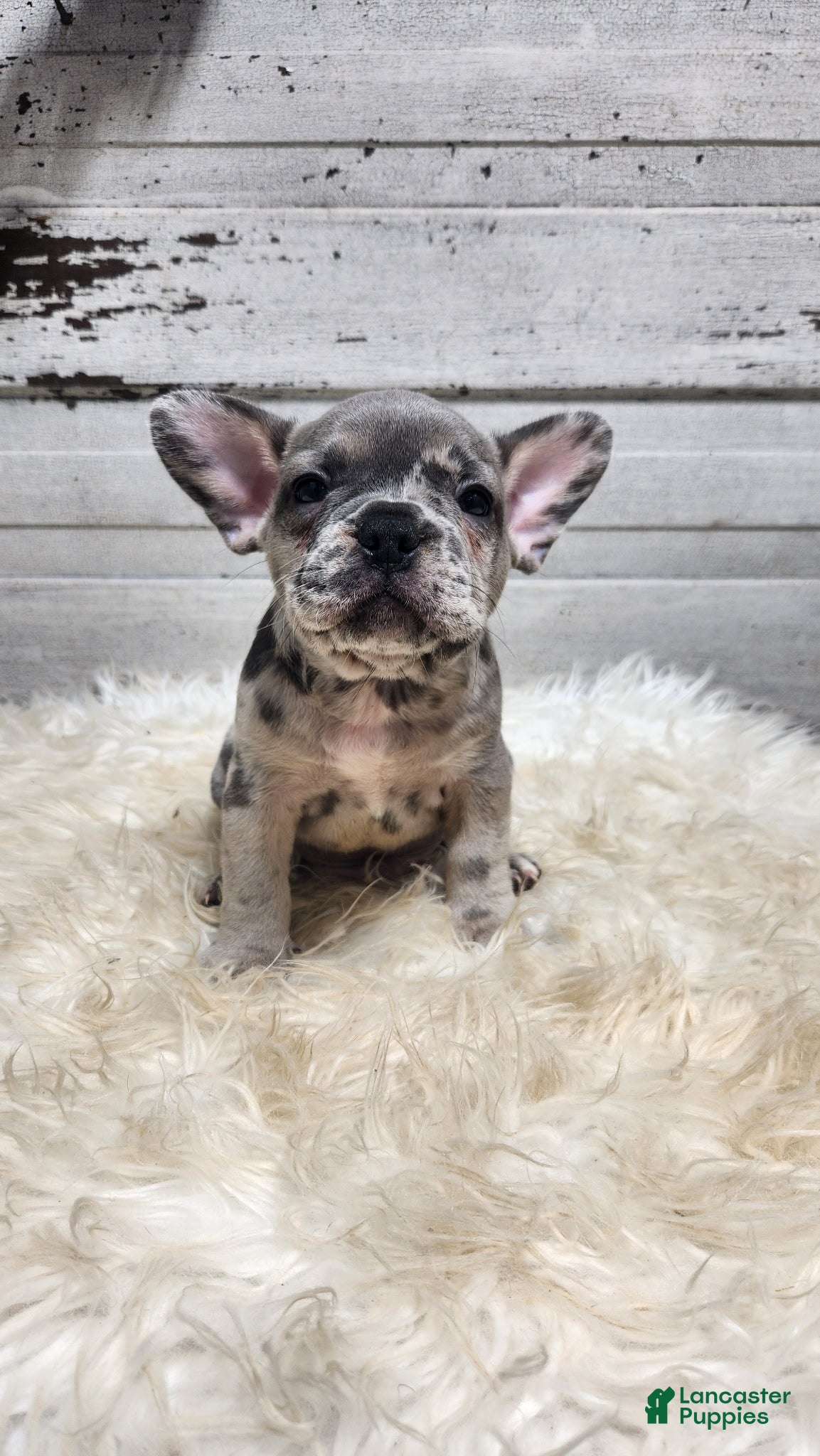 French Bulldog dogs Arlo - Ad 1