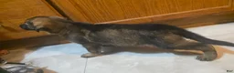 Golden Shepherd dogs for sale: German Shepherd Puppy 3 - Ad 14