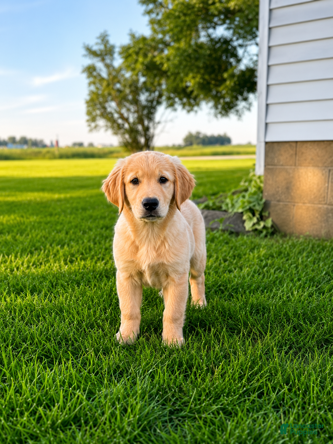 Golden Retriever dogs Sammy Golden Retriever Puppy  - Ad 1