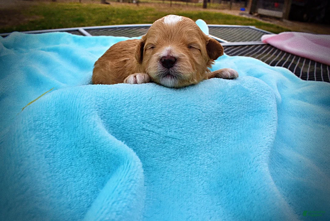 Havapoo dogs for sale: Magic - Ad 2