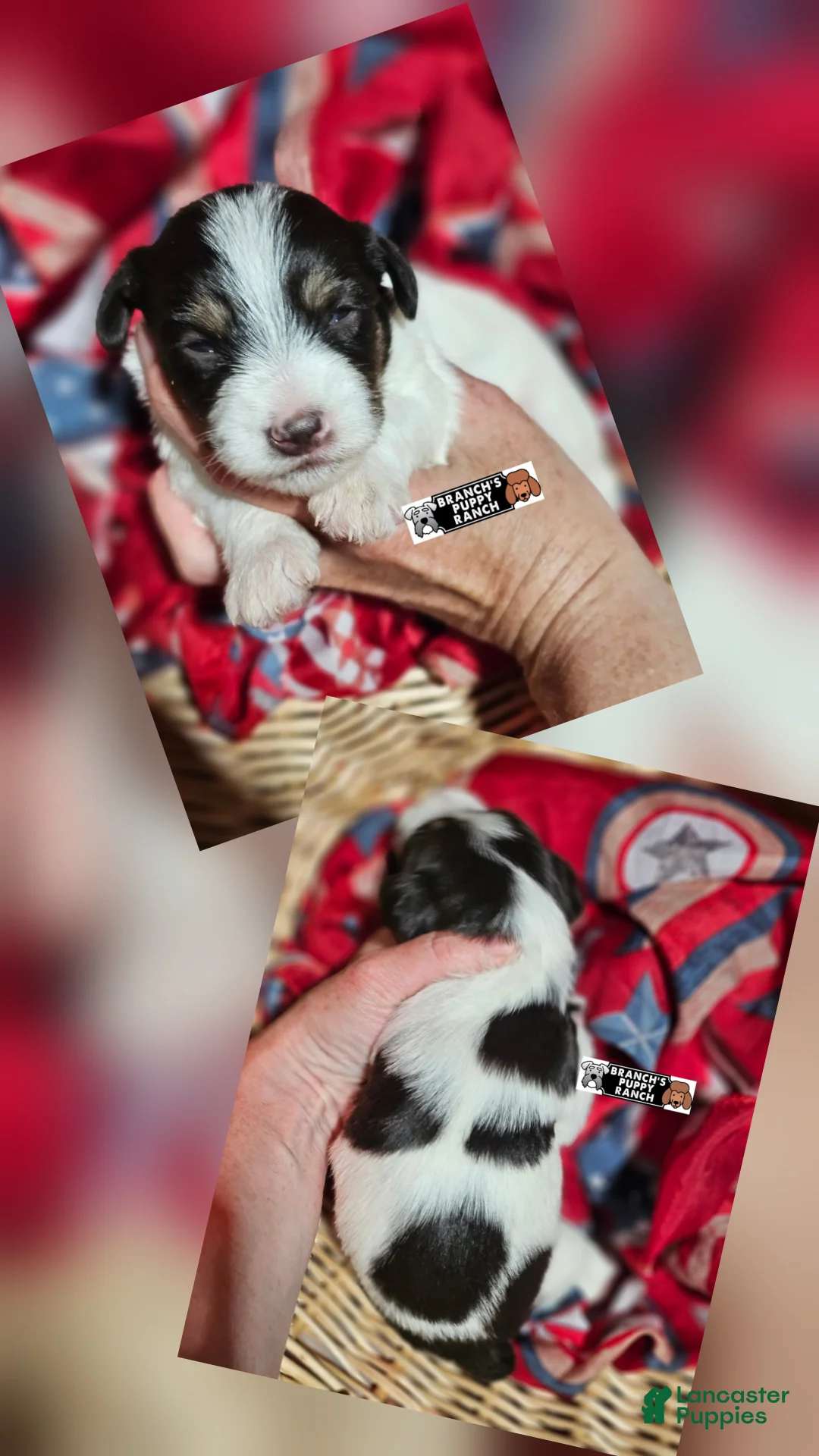 Miniature Schnauzer dogs for sale: Miniature Schnauzer 4 - Ad 1