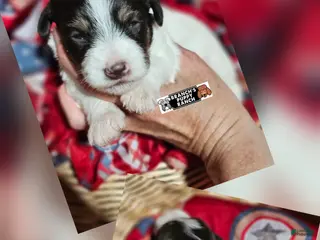 Miniature Schnauzer dogs for sale: Miniature Schnauzer 4 - Ad 1