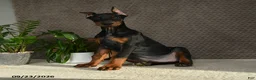 Doberman Pinscher dogs for sale: Deetz - Ad 1