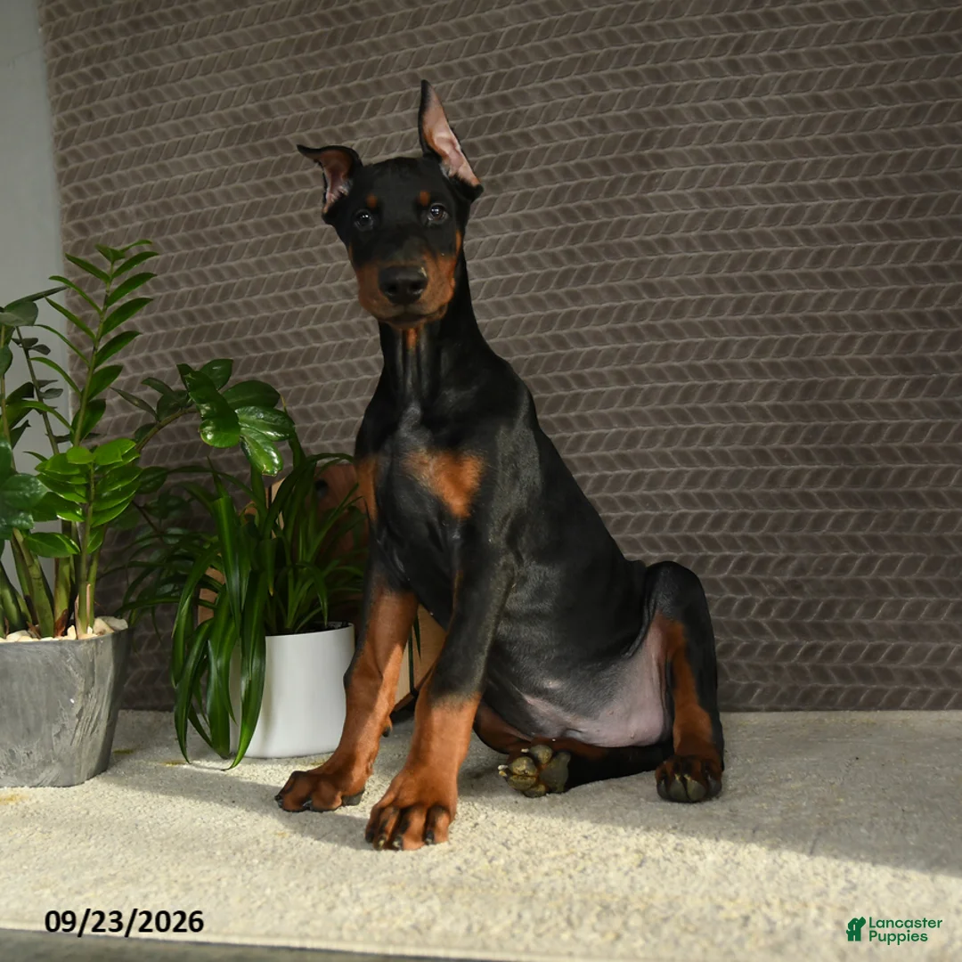Doberman Pinscher dogs for sale: Deetz - Ad 1