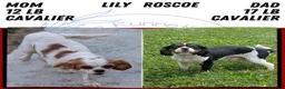 Cavalier King Charles Spaniel dogs for sale: Ruby - Ad 11