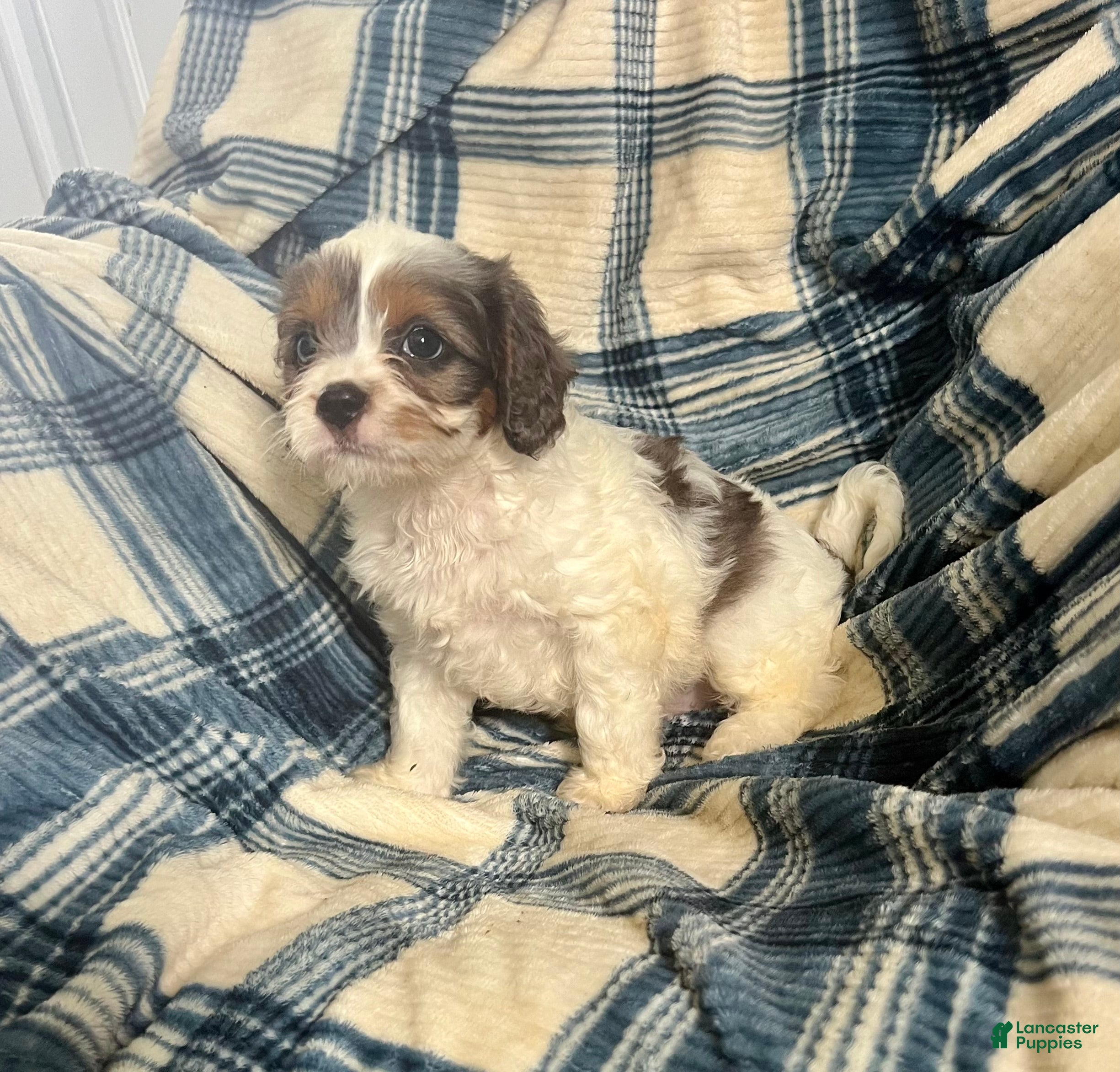 Cavapoo dogs Poppy Ray-Boy-Cavapoo  - Ad 2