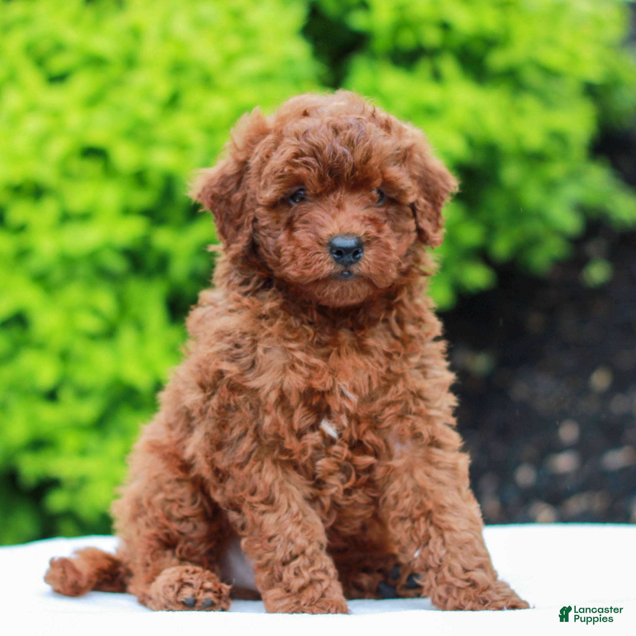 Mini Goldendoodle dogs for sale: Weston  - Ad 2