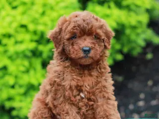 Mini Goldendoodle dogs for sale: Weston - Ad 2