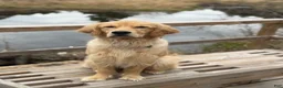 Golden Retriever dogs for sale: Golden Retriever 1 - Ad 15
