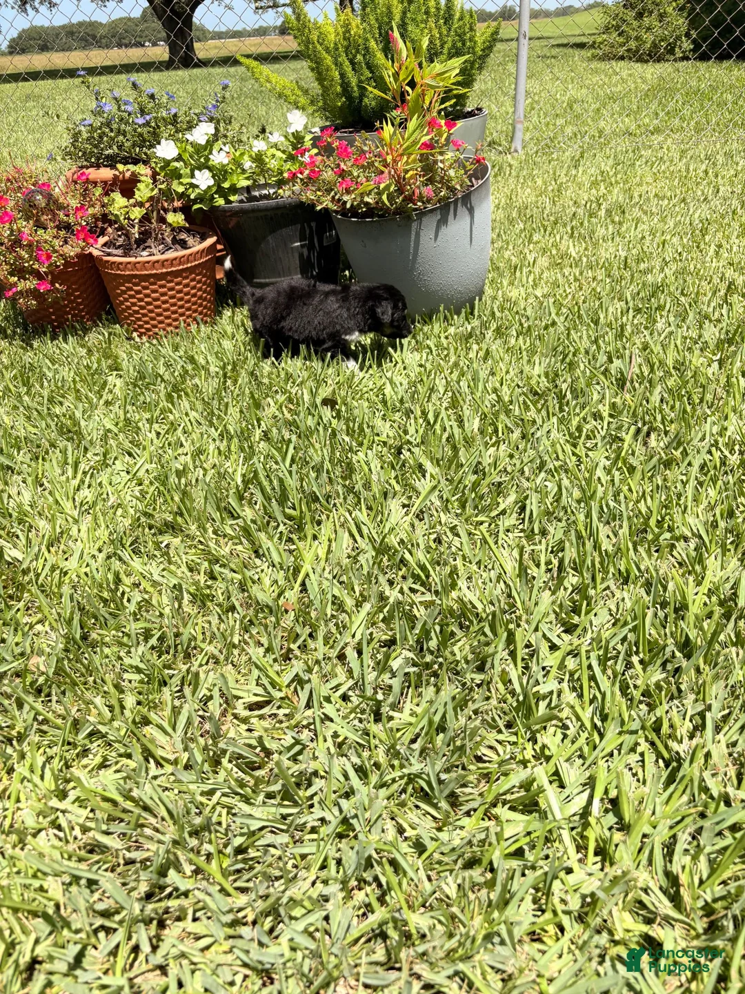 Mixed Breed dogs for sale: Trip - Ad 2