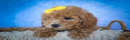 Bichpoo dogs for sale: Nella🌸 - Ad 6