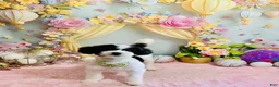 Cavapoo dogs for sale: Miki - Ad 3
