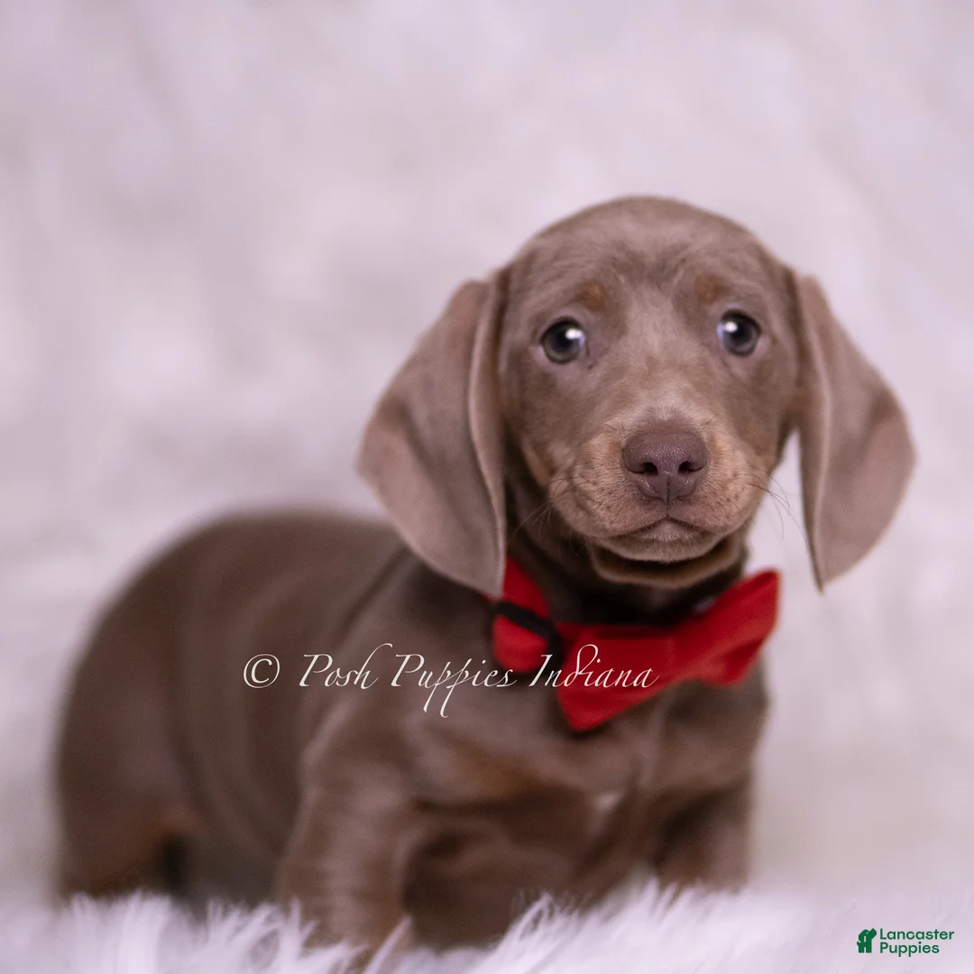 Miniature Dachshund dogs for sale: Carter - Ad 7