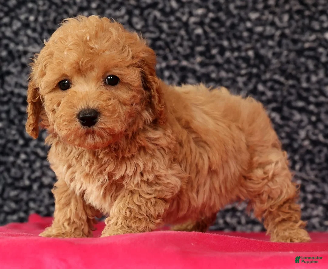 Bichpoo dogs for sale: Frisky - Ad 3