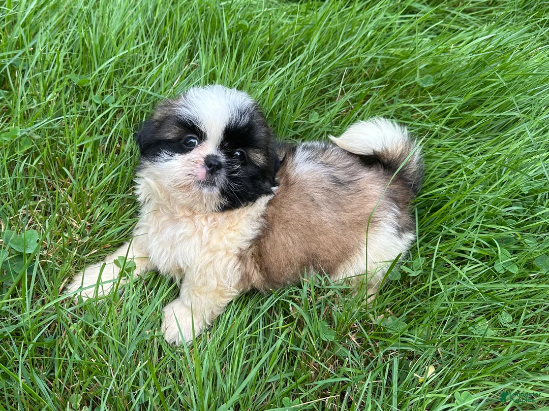 Shih Tzu dogs for sale: Shih Tzu 3 - Ad 2