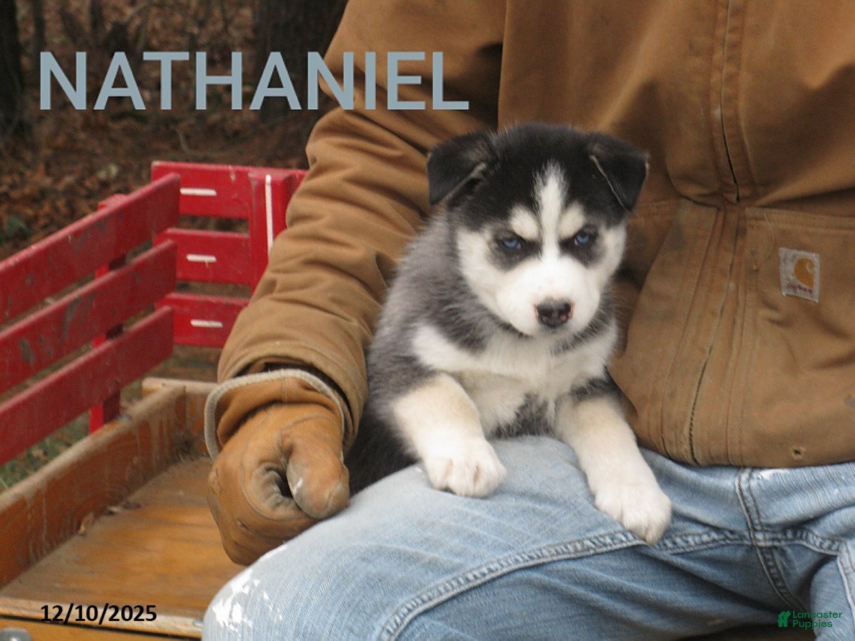 Siberian Husky dogs Nathaniel - Ad 18