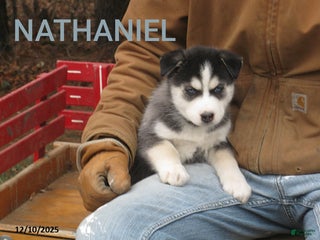 Siberian Husky dogs Nathaniel - Ad 12