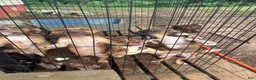 Mixed Breed dogs for sale: AptXamstaff - Ad 7