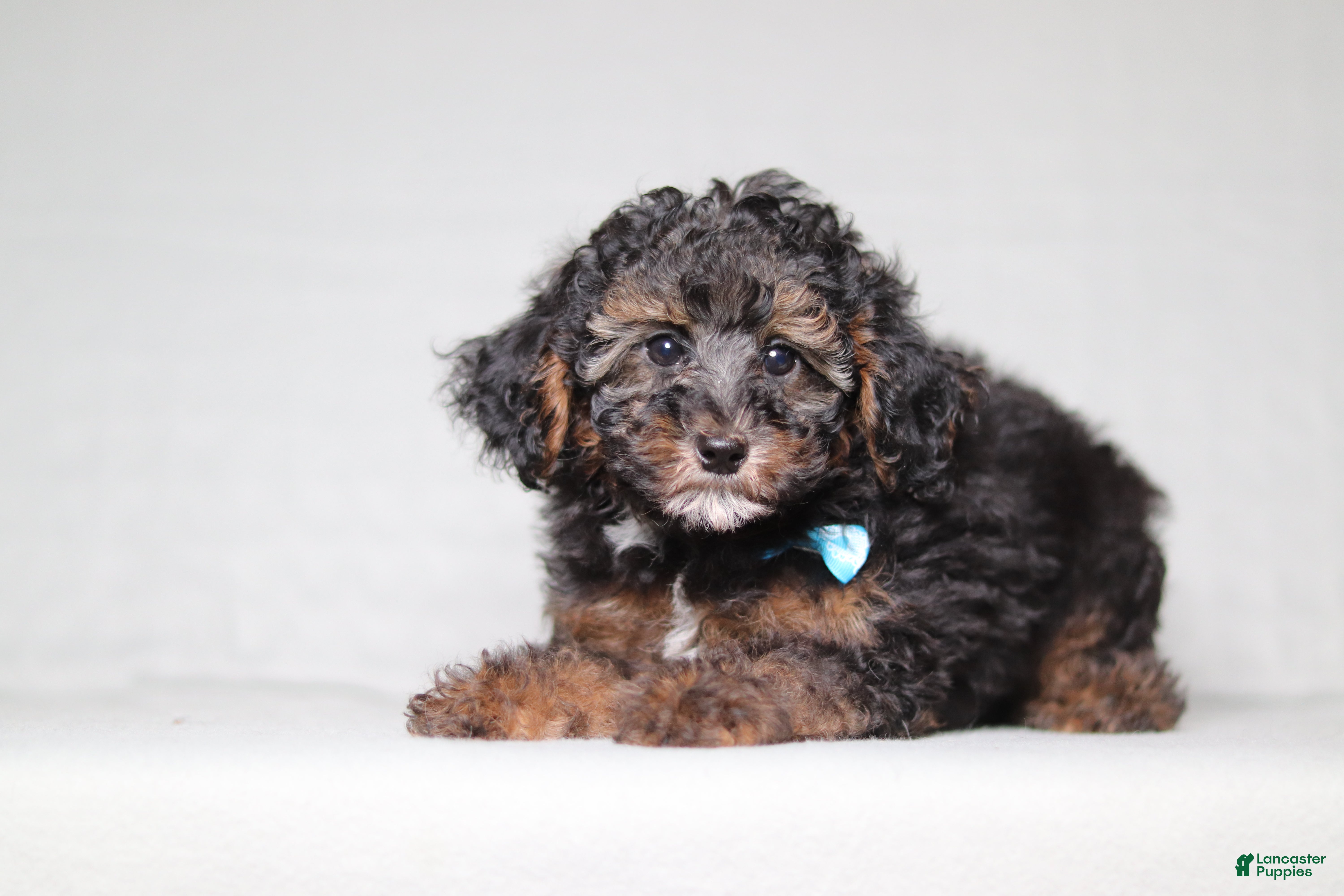 Mixed Breed dogs Ranger - Ad 2