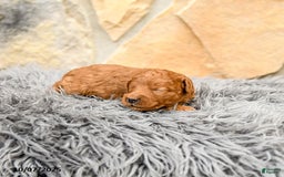Mini Goldendoodle dogs for sale: Mia  - Image 7