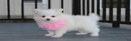 Pomeranian dogs for sale: Marshmallow  - Ad 7