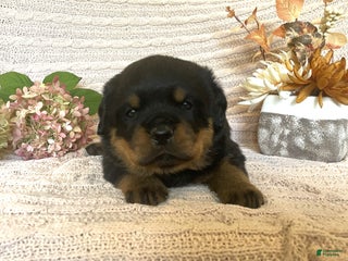 Rottweiler dogs - Ad 22