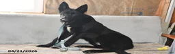 Belgian Malinois dogs for sale: Leo - Ad 5