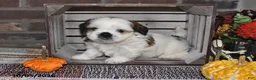Shih Tzu dogs for sale: Dallas - Ad 8