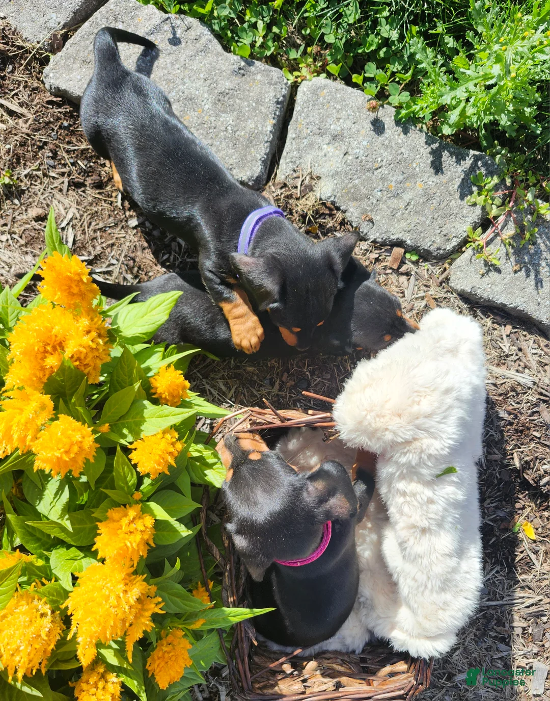 Miniature Dachshund dogs for sale: Zurie - Ad 21
