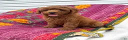 Mini Goldendoodle dogs for sale: Luna - Ad 9