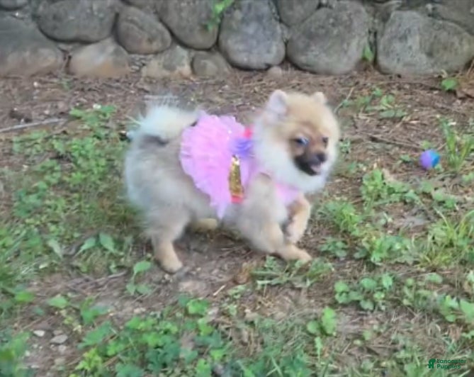 Pomeranian dogs for sale: NYX - F - Ad 3