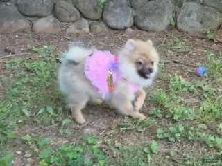 Pomeranian dogs for sale: NYX - F - Ad 3