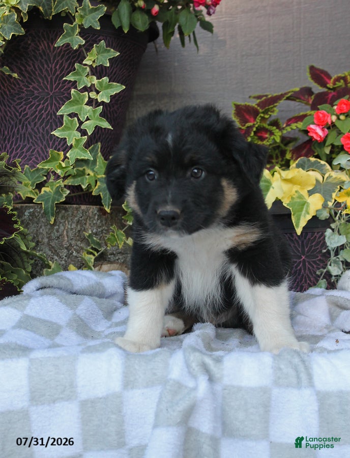 Australian Shepherd dogs Hunter - Ad 2