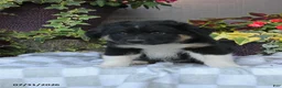 Australian Shepherd dogs for sale: Hunter - Ad 2