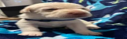 Labrador Retriever dogs for sale: Simon (blue)  - Ad 1