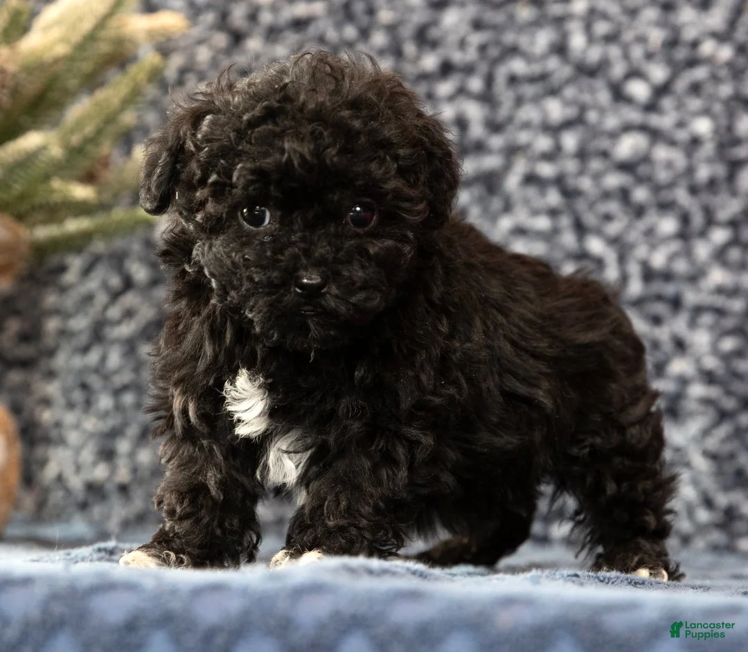 Havapoo dogs for sale: Gem - Ad 9