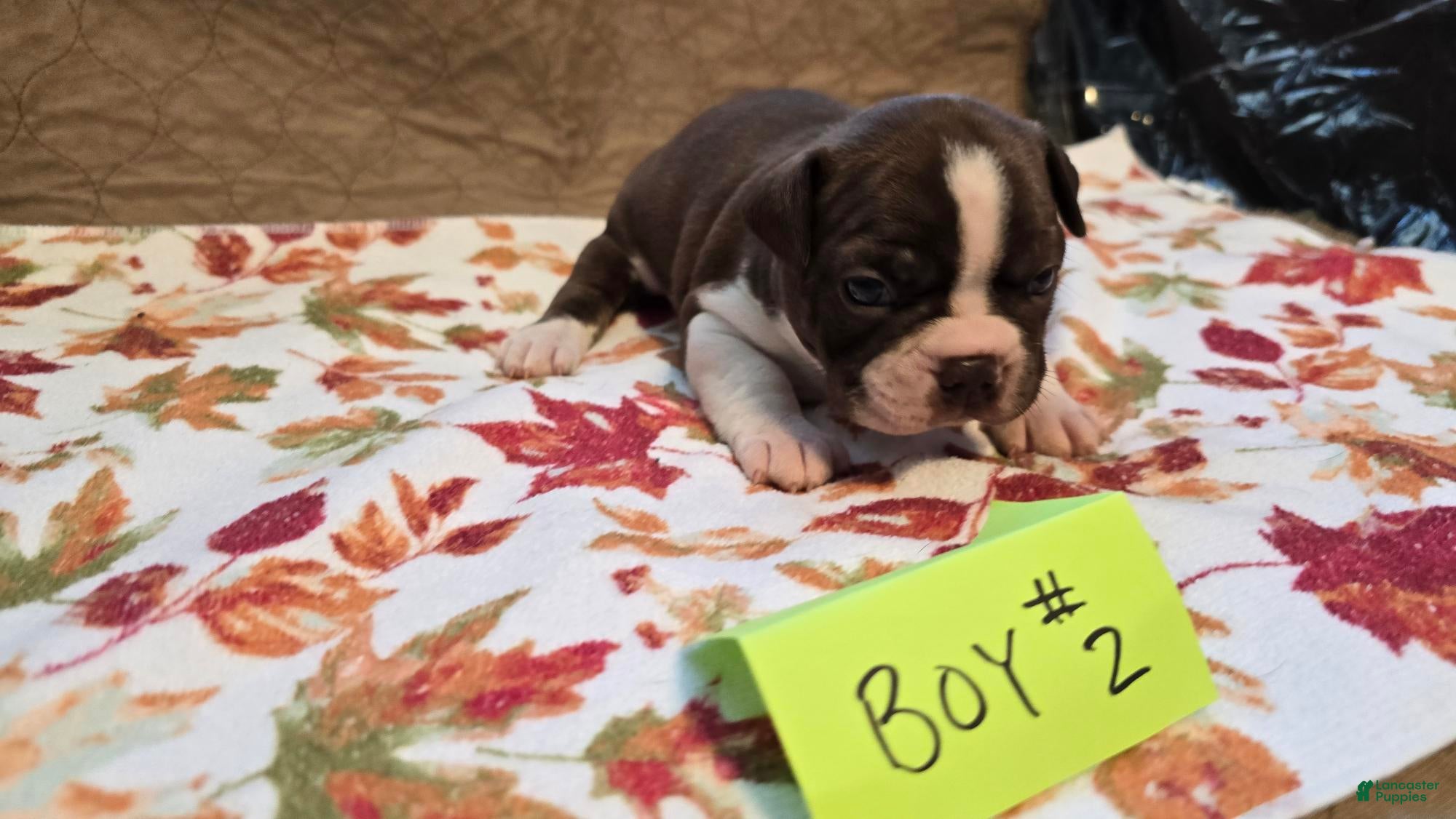 Boston Terrier dogs Boston Terrier 4 - Ad 2