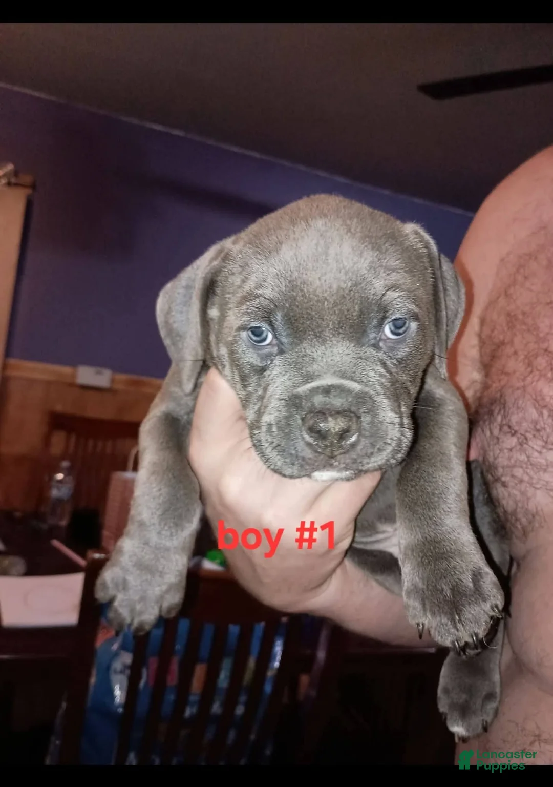American Pit Bull Terrier dogs for sale: American Pit Bull Terrier Puppy 1 - Ad 1