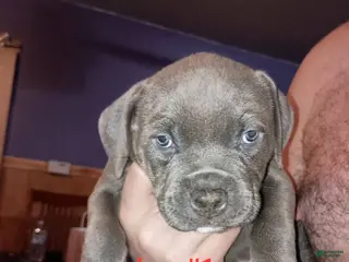 American Pit Bull Terrier dogs American Pit Bull Terrier Puppy 1 - Ad 31