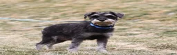 Miniature Schnauzer dogs for sale: Ian - Ad 6