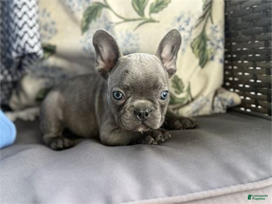 Dog Breed French Bulldog Puppies For Sale Under 1000 Mini French